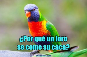 por que los loros se comen su popo, loro se come su popo, por que los loros comen su popó, por que un perico, periquitos australianos o cotorro come popo