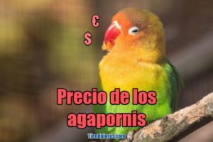 precio de los agapornis, cuanto cuestan los agapornis inseparables, tortolitos, pájaros del amor, lovebirds