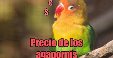 precio de los agapornis, cuanto cuestan los agapornis inseparables, tortolitos, pájaros del amor, lovebirds
