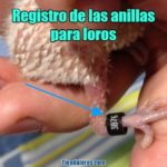 registro de anillas para loros, como registrar la anilla de mi loro