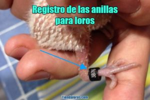 registro de anillas para loros, como registrar la anilla de mi loro