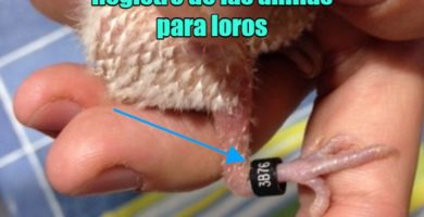 registro de anillas para loros, como registrar la anilla de mi loro
