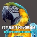 ventajas y desventajas de tener un loro como mascota en casa, lo mejor de tener un loro de mascota, lo peor de tener un loro, desventajas de tener un loro, ventajas de tener loros