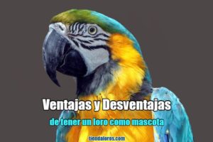 ventajas y desventajas de tener un loro como mascota en casa, lo mejor de tener un loro de mascota, lo peor de tener un loro, desventajas de tener un loro, ventajas de tener loros