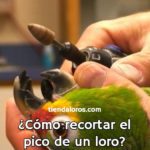 como cortar el pico de un loro, manera de recortar el pico de un loro, cuando se le debe cortar el pico a un loro