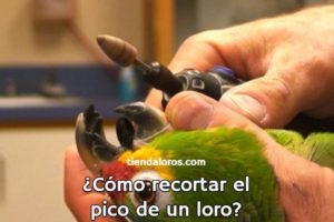 como cortar el pico de un loro, manera de recortar el pico de un loro, cuando se le debe cortar el pico a un loro