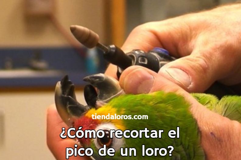 Cómo cortar el pico de un loro? 】 Tienda Loros