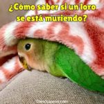 como saber si mi loro se esta muriendo?, como saber si un loro va a morir?, como se sabe si un loro esta muriendo?