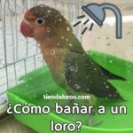 como se debe bañar a un loro? manera correcta de bañar a un loro, como se deben bañar los loros?