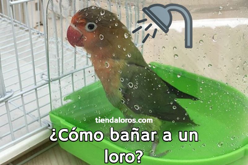 como se debe bañar a un loro? manera correcta de bañar a un loro, como se deben bañar los loros?