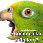 como hacer callar a un loro, como hacer que un loro se calle, como silenciar a un loro, como hacer que un loro no grite