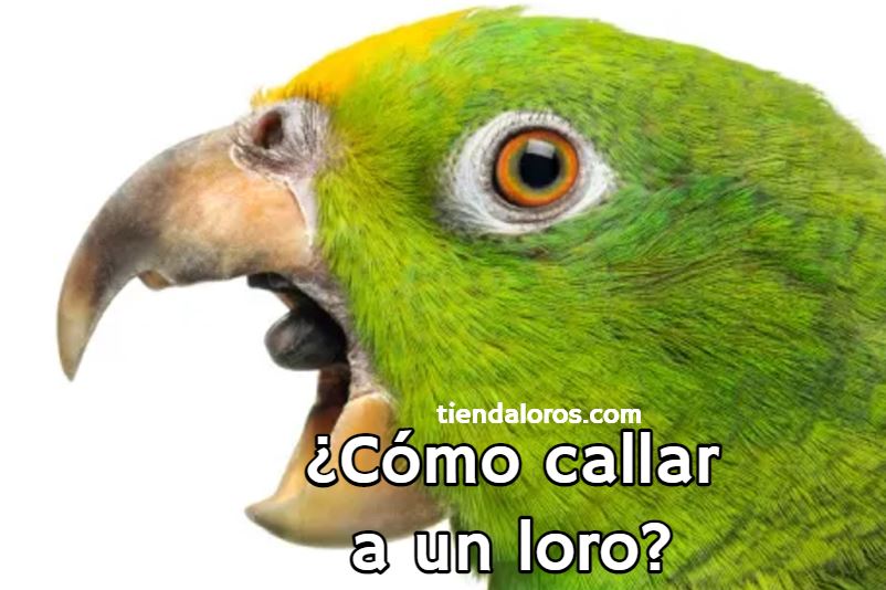 como hacer callar a un loro, como hacer que un loro se calle, como silenciar a un loro, como hacer que un loro no grite