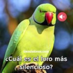 cual es el loro más silencioso?, el loro más silencioso, loro que grita menos, loro que menos habla