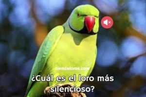 cual es el loro más silencioso?, el loro más silencioso, loro que grita menos, loro que menos habla