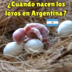en que mes nacen los loros en argentina? cuando nacen los loros en argentina?, mes en el que se reproducen los loros en argentina