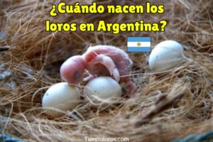 en que mes nacen los loros en argentina? cuando nacen los loros en argentina?, mes en el que se reproducen los loros en argentina