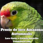 precio de loro cachete amarillo, precio de loro cucha, precio de loro amazona autumnalis, cuanto cuesta un loro amazona autumnalis loro cucha loro cachete amarillo