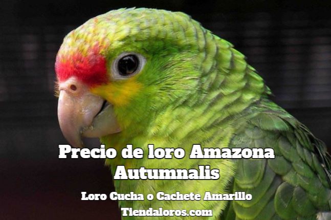 precio de loro cachete amarillo, precio de loro cucha, precio de loro amazona autumnalis, cuanto cuesta un loro amazona autumnalis loro cucha loro cachete amarillo