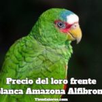 cuanto cuesta un loro frente blanca loro amazona alfibrons, precio de loro cabeza blanca