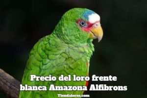 cuanto cuesta un loro frente blanca loro amazona alfibrons, precio de loro cabeza blanca