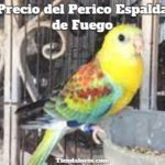 precio perico espalda roja, precio rabadilla roja, cuanto cuesta un perico espalda de fuego o rabadilla roja