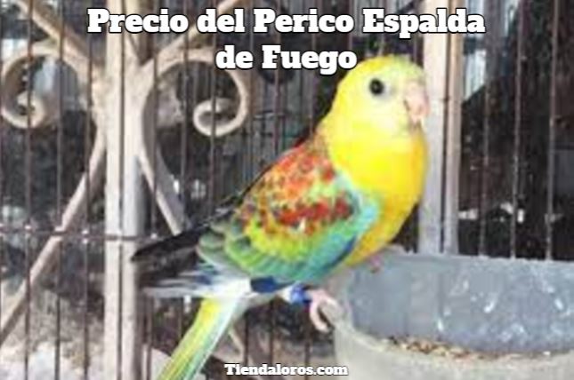 precio perico espalda roja, precio rabadilla roja, cuanto cuesta un perico espalda de fuego o rabadilla roja