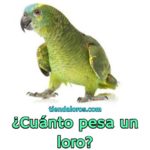 cuanto pesa un loro?, cual es el peso promedio de un loro?, cuanto debe pesar un perico loro o cotorra?