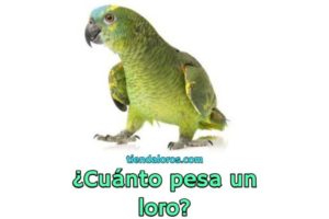 cuanto pesa un loro?, cual es el peso promedio de un loro?, cuanto debe pesar un perico loro o cotorra?