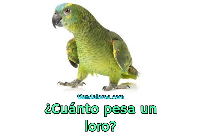 cuanto pesa un loro?, cual es el peso promedio de un loro?, cuanto debe pesar un perico loro o cotorra?