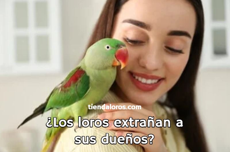 los loros extrañan a sus dueños? pueden los loros extrañar a una persona?