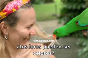 los loros pueden ser celosos, los loros pueden sentir celos, pueden los loros ser celosos?