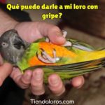 mi loro tiene gripe, que le puedo dar, que puedo darle a un loro enfermo con gripe y resfriado?, que medicina puedo dar a un loro enfermo