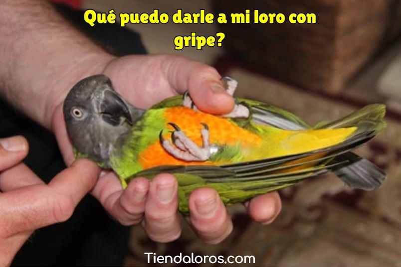 mi loro tiene gripe, que le puedo dar, que puedo darle a un loro enfermo con gripe y resfriado?, que medicina puedo dar a un loro enfermo