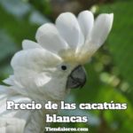 cuanto cuestan las cacatúas blancas? precio de una cacatúa blanca, precio de las cacatúas