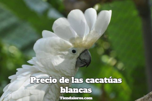 cuanto cuestan las cacatúas blancas? precio de una cacatúa blanca, precio de las cacatúas