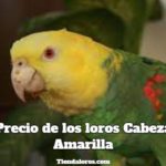 precio de los loros cabeza amarilla amazona oratrix, cuanto cuesta un loro cabeza amarilla o loro rey