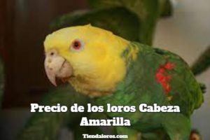 precio de los loros cabeza amarilla amazona oratrix, cuanto cuesta un loro cabeza amarilla o loro rey