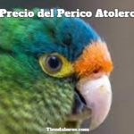 cuanto cuesta un perico atolero?, cuanto cuesta un perico frente naranja?, precio del perico atolero frente naranja