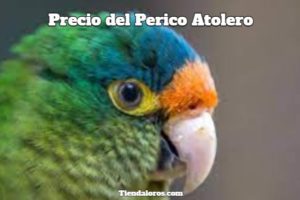 cuanto cuesta un perico atolero?, cuanto cuesta un perico frente naranja?, precio del perico atolero frente naranja