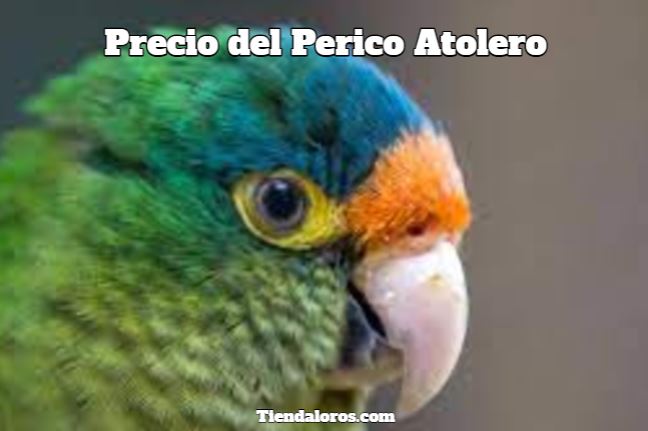 cuanto cuesta un perico atolero?, cuanto cuesta un perico frente naranja?, precio del perico atolero frente naranja