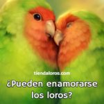 pueden enamorarse los loros?, pueden los loros sentir amor?, como se enamoran los loros?