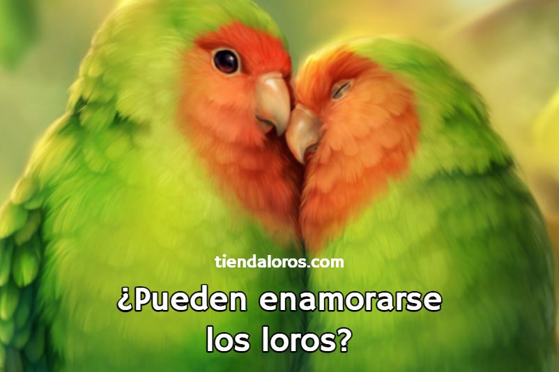 pueden enamorarse los loros?, pueden los loros sentir amor?, como se enamoran los loros?