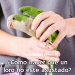 como hacer para que un loro no este asustado? que hacer para que un loro no tenga miedo