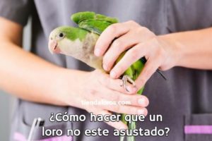 como hacer para que un loro no este asustado? que hacer para que un loro no tenga miedo