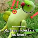 que les molesta a los loros? qué no les gusta a los loros? qué asusta a los loros y les causa estrés?