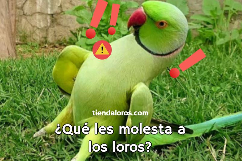 que les molesta a los loros? qué no les gusta a los loros? qué asusta a los loros y les causa estrés?