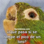 que pasa si se rompe el pico un loro, como curar el pico de un loro, que hacer si a un loro se le rompe el pico