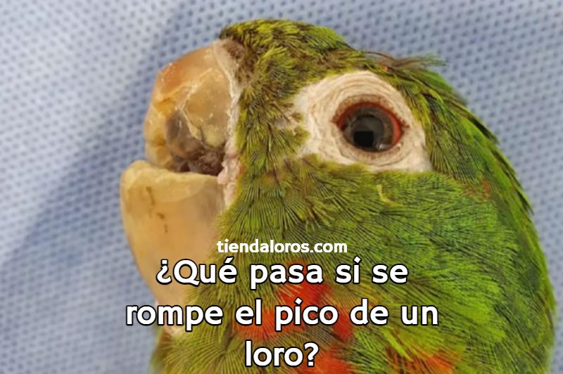 que pasa si se rompe el pico un loro, como curar el pico de un loro, que hacer si a un loro se le rompe el pico