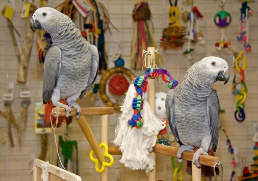 regalos para personas amantes de los loros, regalos para loros, regalos para personas con loros de mascota