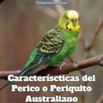 caracteristicas del perico australiano, características del perico, características de los periquitos